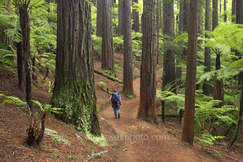 Rotorua coupons