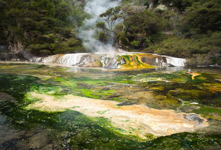Rotorua coupons