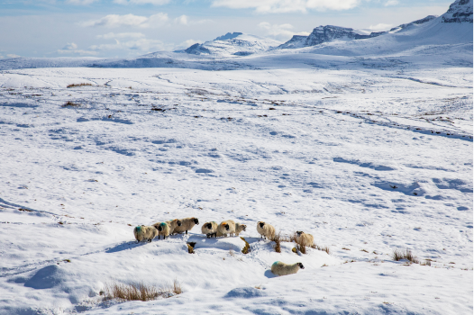 Winter Highland Seasonal Guide