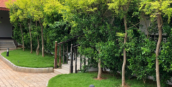 The Windflower Courtyard